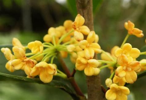 桂花幾月開花|秋天的味道：桂花開